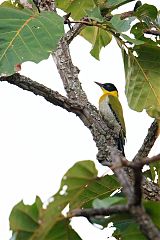 Black-headed Woodpecker